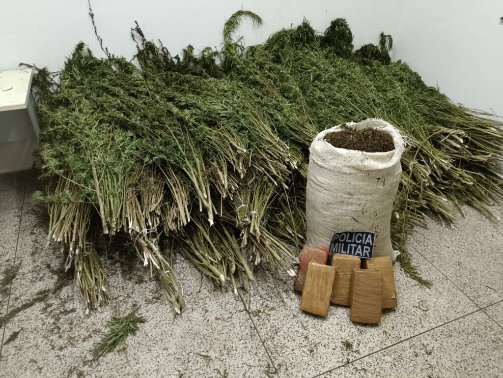 Polícia Militar apreende mais de 1800 pés de maconha no nordeste do Pará