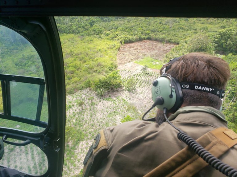 Operação da PF acaba com plantio de mais de 138 mil pés de maconha no Pará