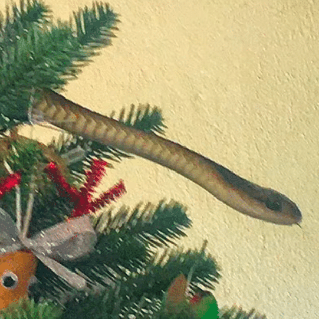 Vídeo: Família encontra cobra em árvore de natal
