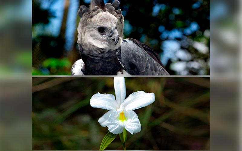 Protetores da Floresta: uma jornada Amazônia adentro