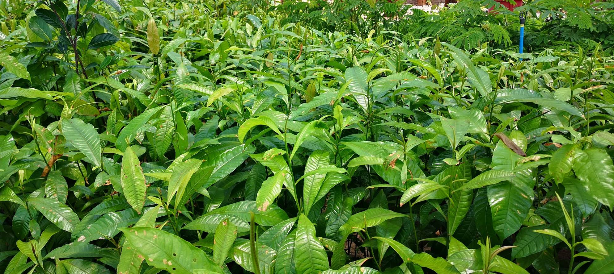 280 mil mudas de árvores serão plantadas em reflorestamento