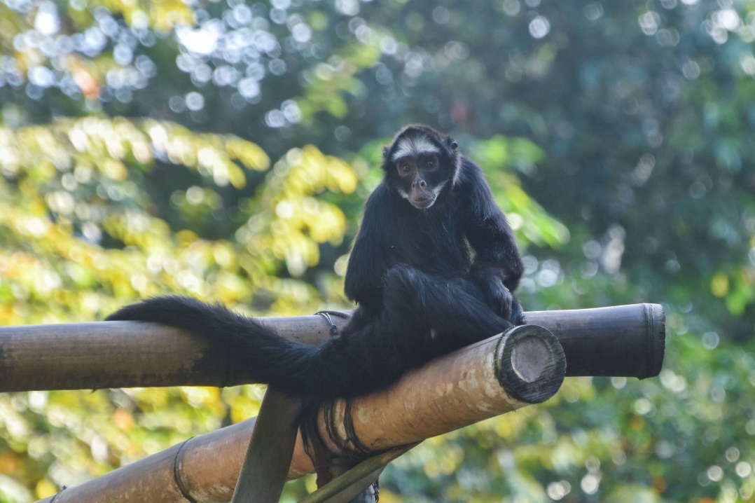 Copa do Mundo: BioParque Vale Amazônia estará fechado nos dias de jogos do Brasil