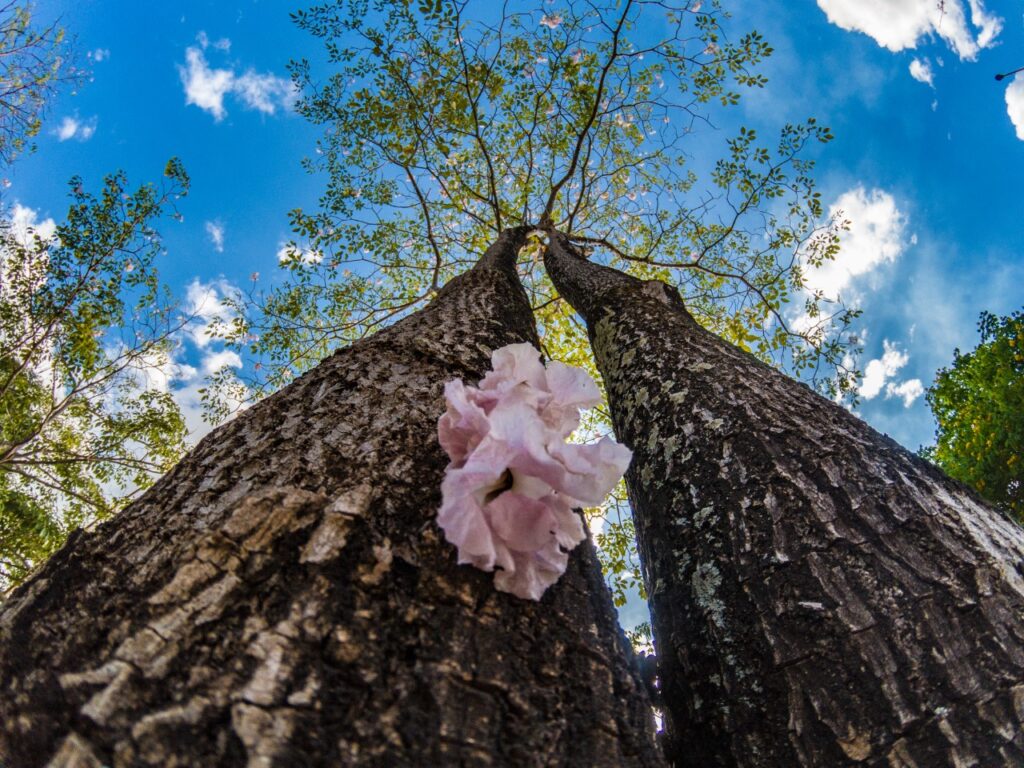 Semtur lança I concurso de fotografia “Um Olhar Sobre Parauapebas”