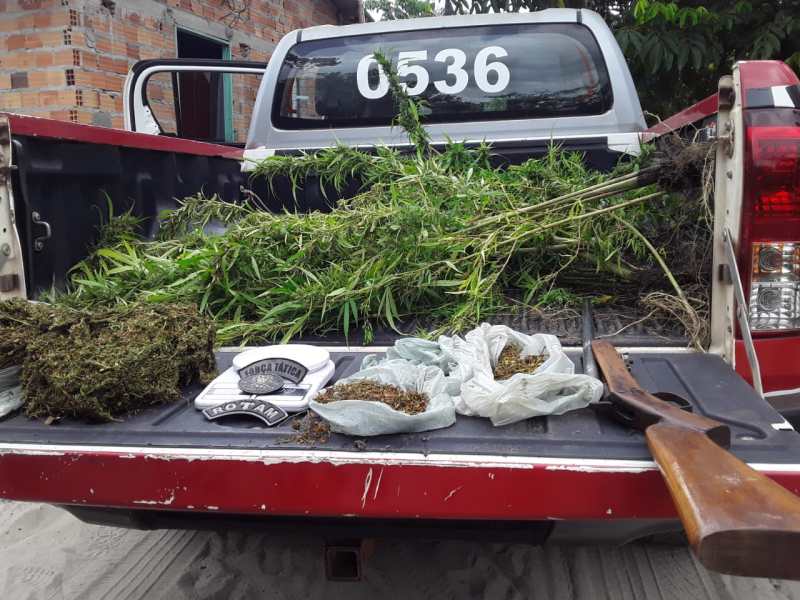 Polícia Militar faz apreensão de mais de 3 mil pés de maconha