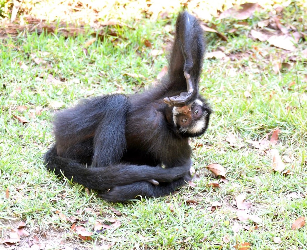 Parque Zoobotânico Vale é o novo lar da macaca Chicó