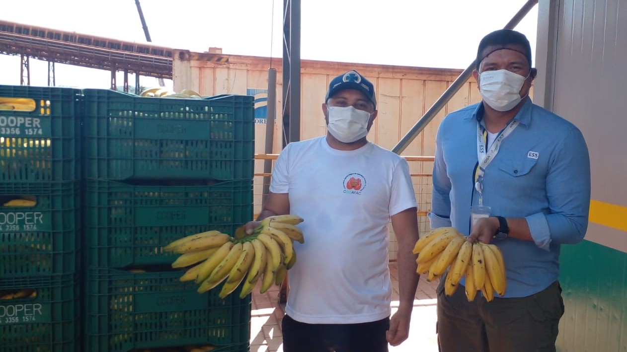 Prata da Casa: Agricultores de Canaã fornecem produção de banana para refeitórios da Vale