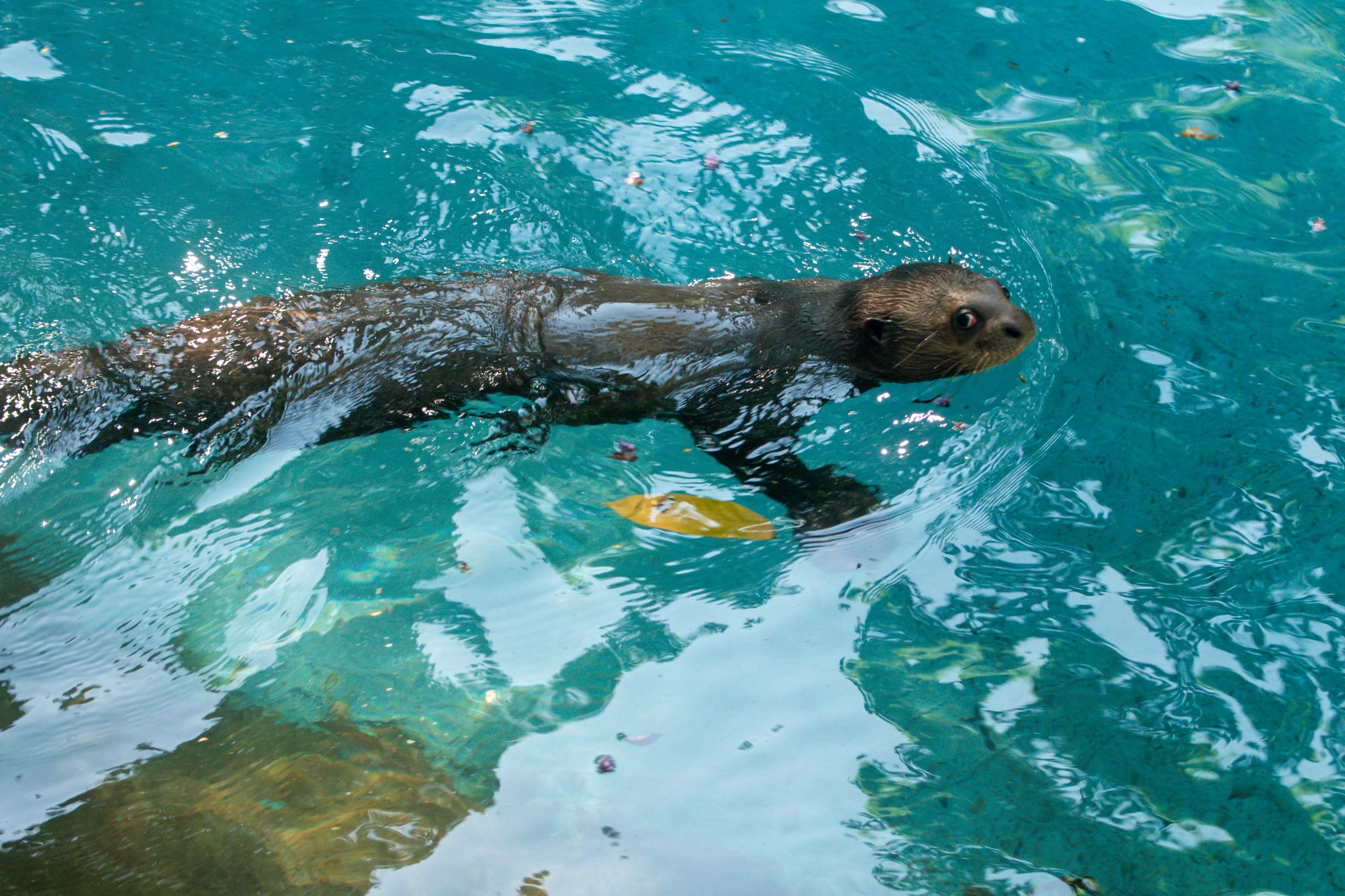 Parque Zoobotânico Vale reabre para visitação