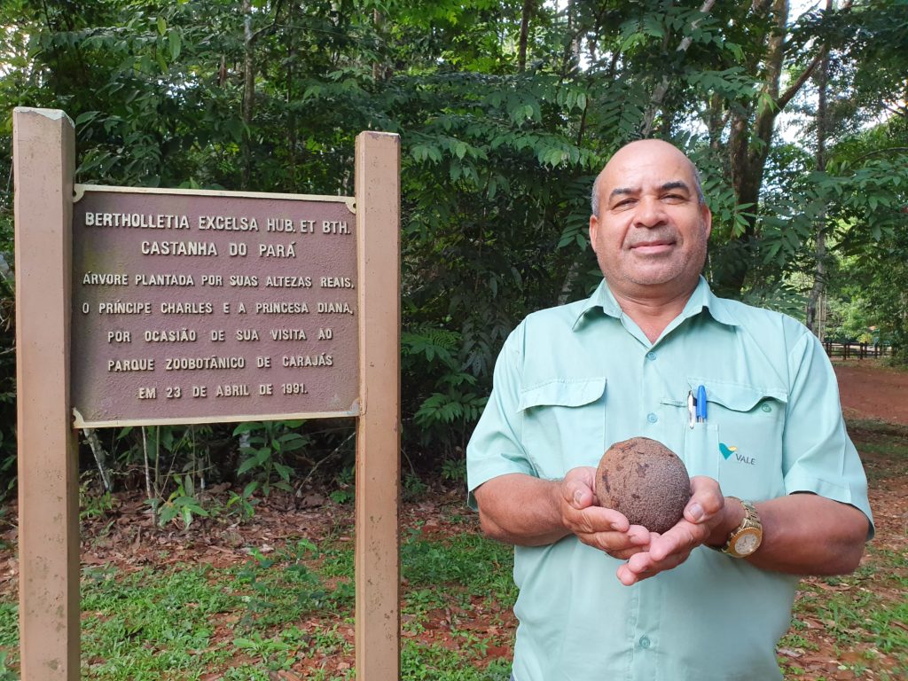 Castanheira plantada por Lady Di em Carajás dá primeiro fruto