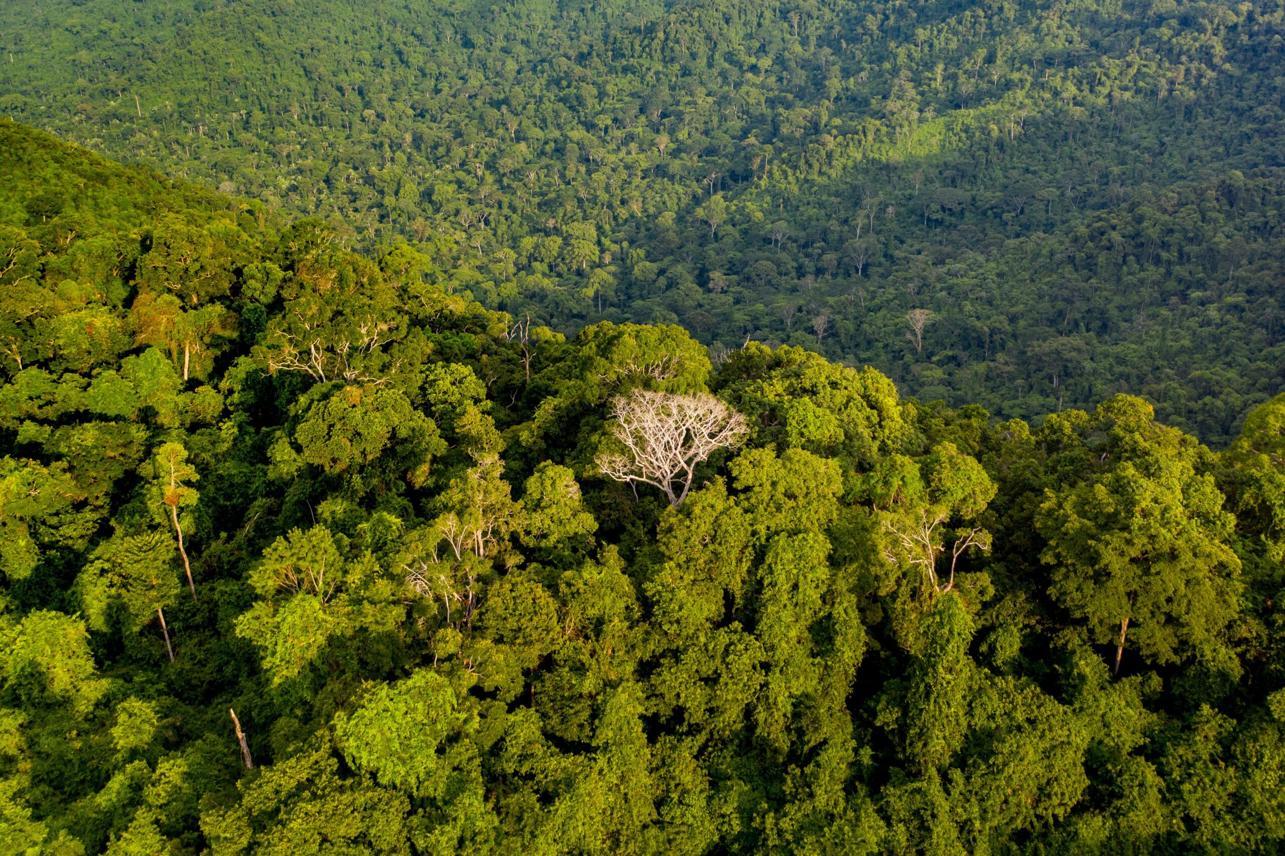 Parque Zoobotânico Vale agora é BioParque Vale Amazônia