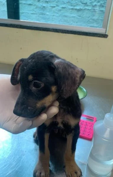 Filhote arremessado de muro em Belém se recupera e será colocado para adoção