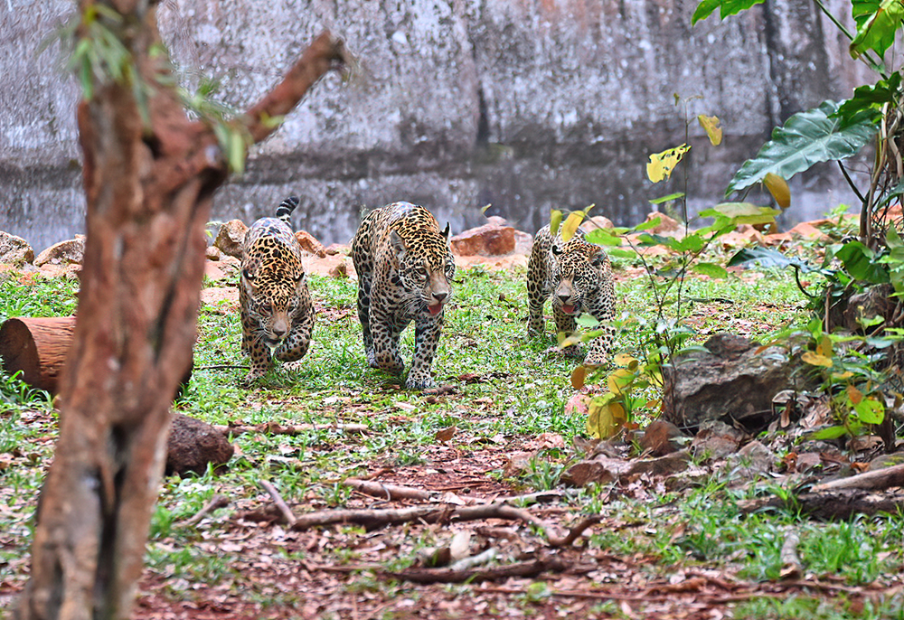 BioParque Vale Amazônia terá recesso no final do ano