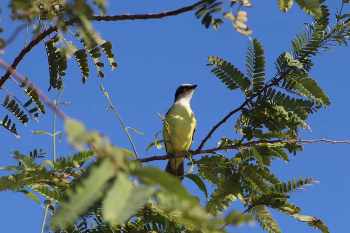 Prosap é executado com os devidos cuidados ambientais