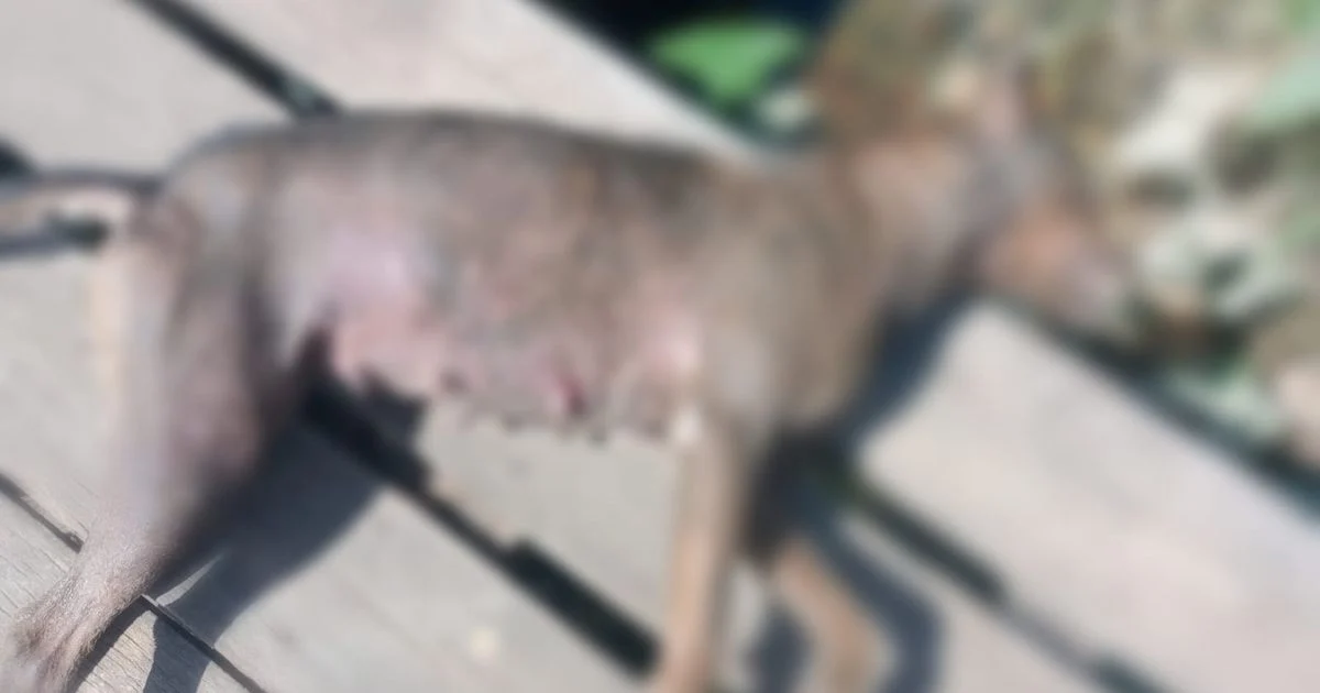 MPPA cobra ações da Prefeitura de Igarapé-Miri após chacina de animais em Vila Maiauatá