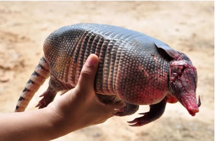 Jovem de 17 anos morre vítima de ‘doença do tatu’ e amigo está em estado grave no Sul do Piauí
