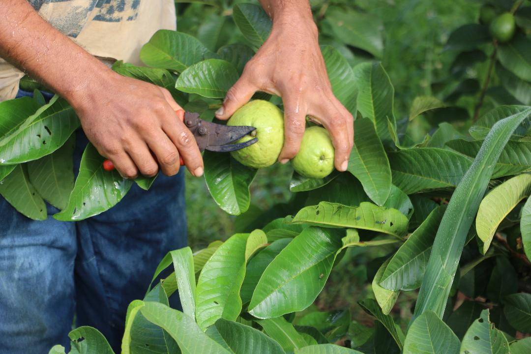 Roda de conversa virtual comemora Dia do  Agricultor Familiar
