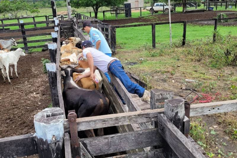Última campanha de febre aftosa do ano é prorrogada até 17 de dezembro de 2022