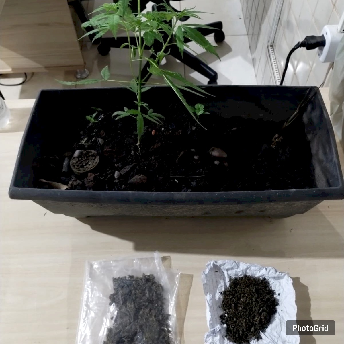 Traficante de Marabá é preso com plantação de maconha em casa