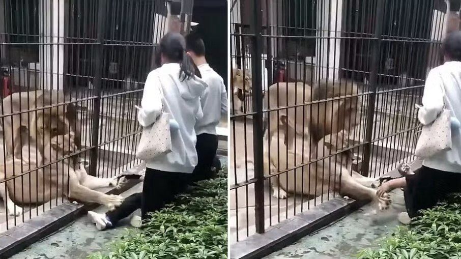 Leoa ataca menina de 10 anos que se aproximou da jaula