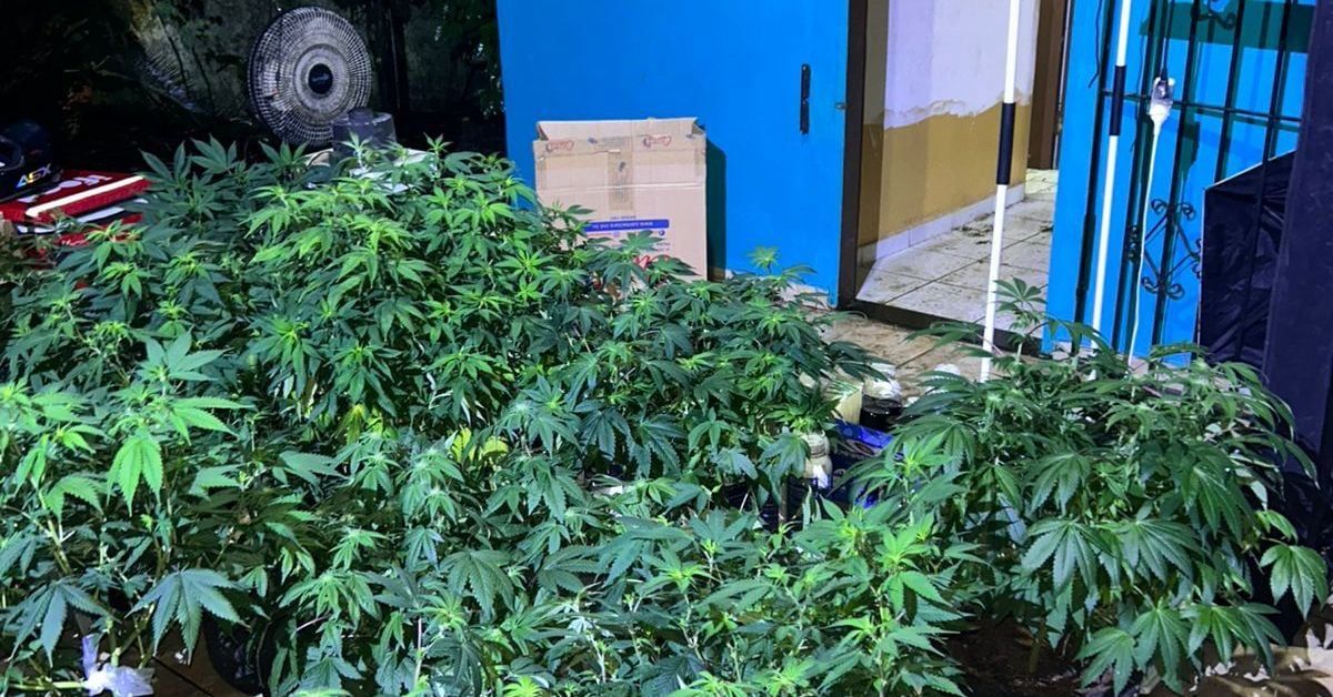 PC encontra ponto de consumo de maconha em Belém