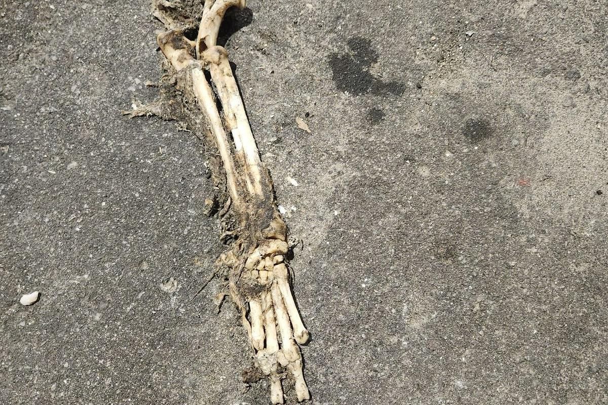 Belém: Suposta ossada humana é encontrada no meio da rua