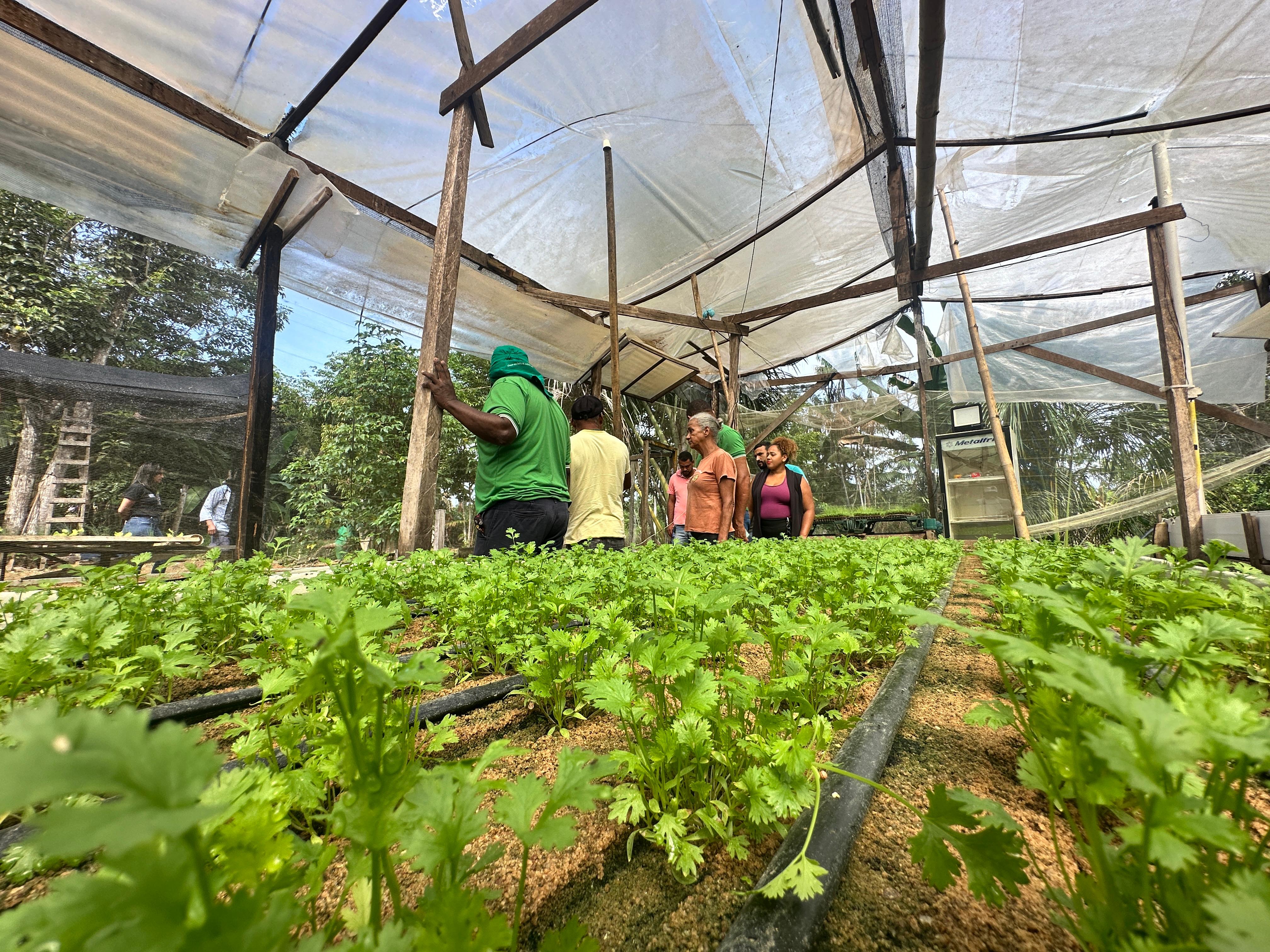 Prefeitura promove curso de hidroponia para fortalecer produção rural em Parauapebas