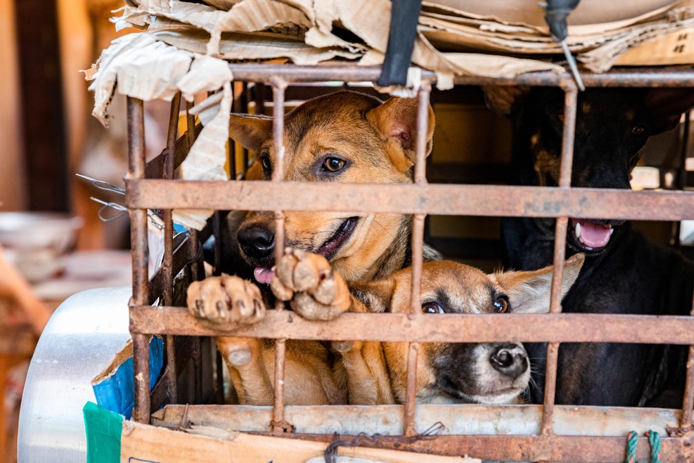 Homens são presos na BA suspeitos de esquartejar cachorro e comer a carne do animal
