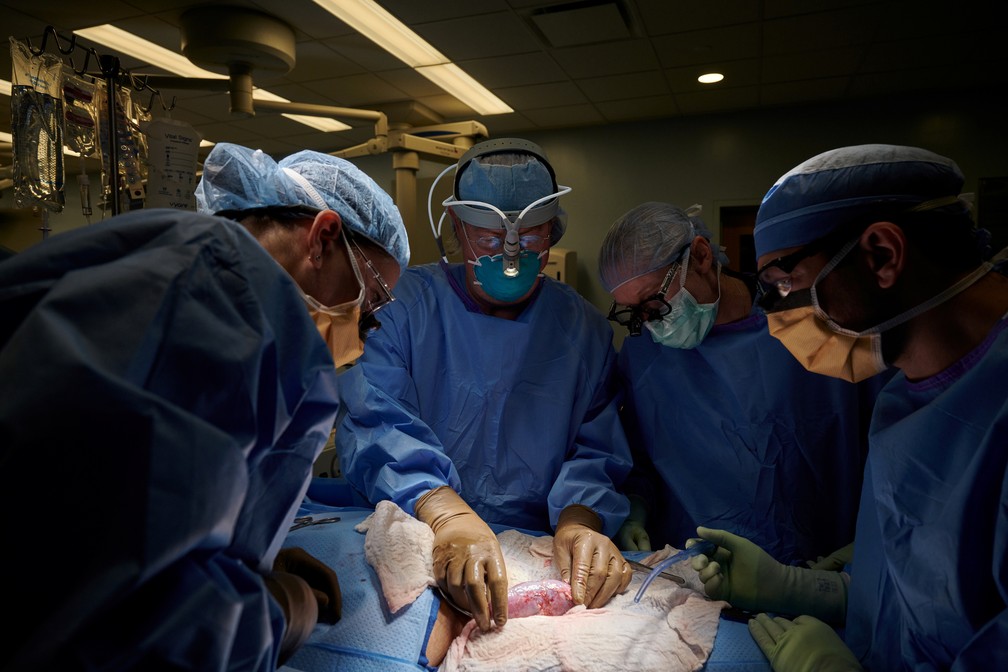 Cirurgiões dos EUA fazem pela 1ª vez transplante de rim de porco em humano