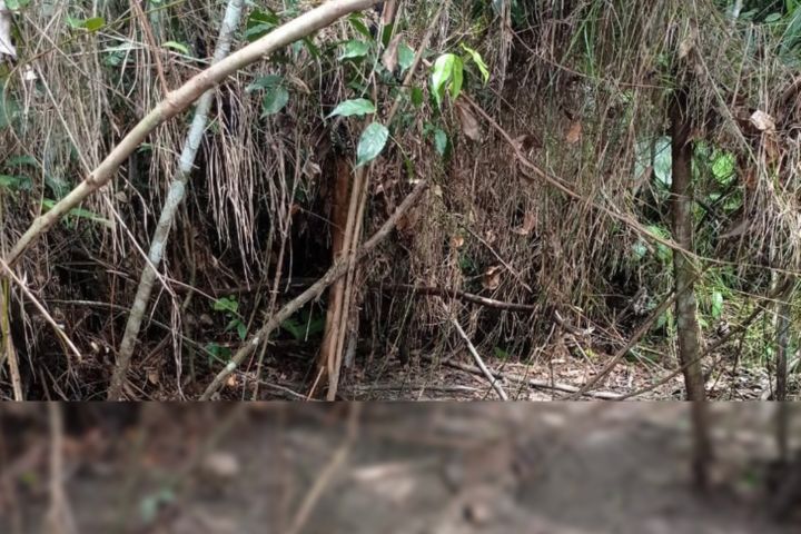 Ossada humana é encontrada em matagal