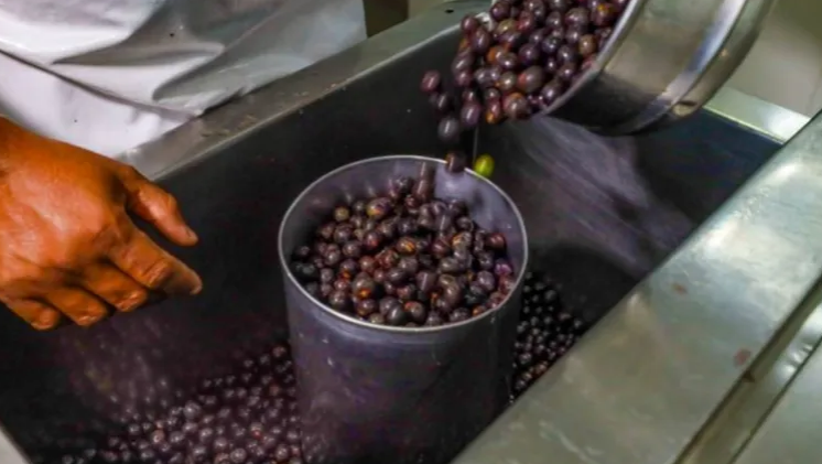 Inovação no Café: ‘Café de açaí’ recebe luz verde para chegar ao mercado
