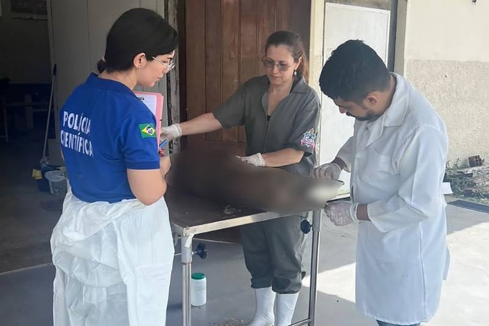 Boto encontrado morto em praia de Belém