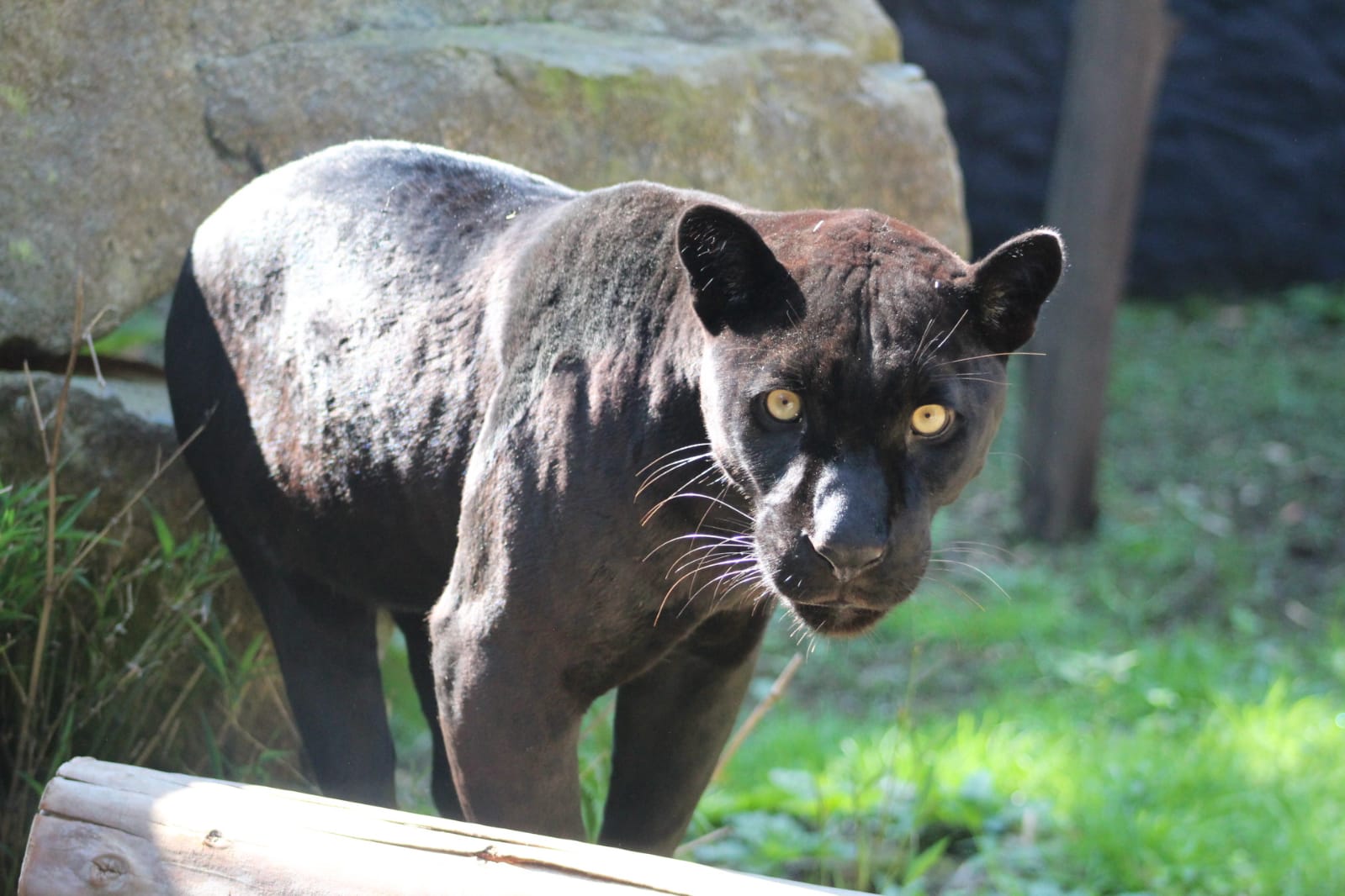 Conservação: Onça-pintada e urubu-rei paraenses viajam ao Rio Grande do Sul em intercâmbio entre zoológicos