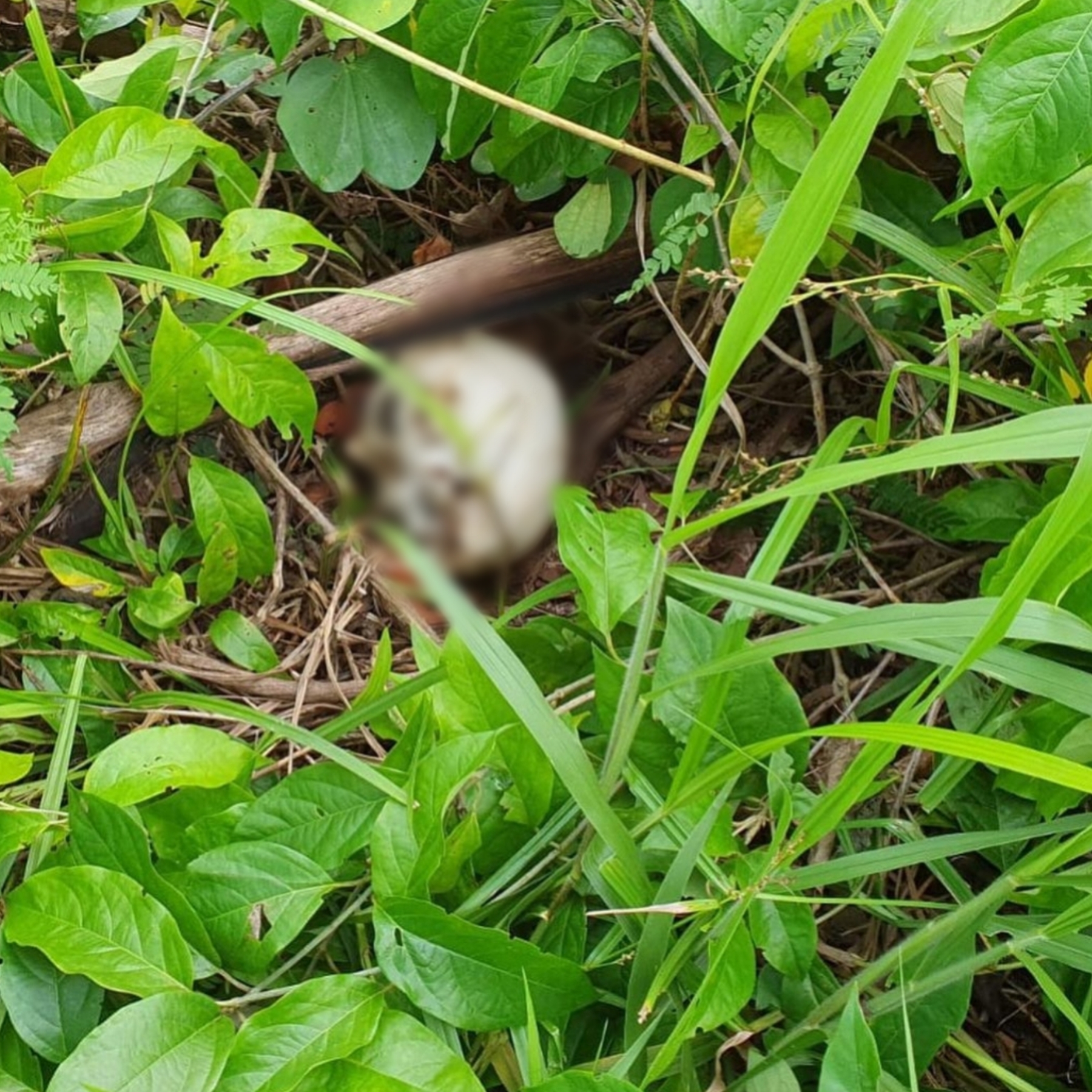 Grupo de Ação com Cães da Polícia Militar encontra crânio humano no Bairro Bela Vista em Parauapebas