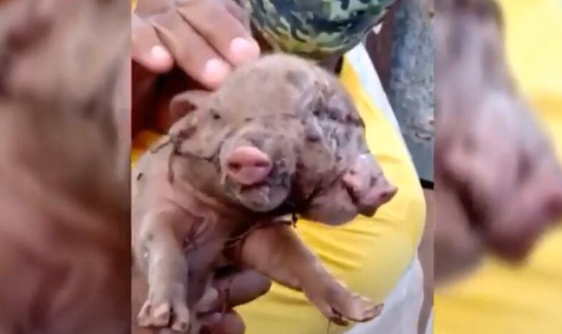 Porco nasce com duas cabeças e assusta moradores