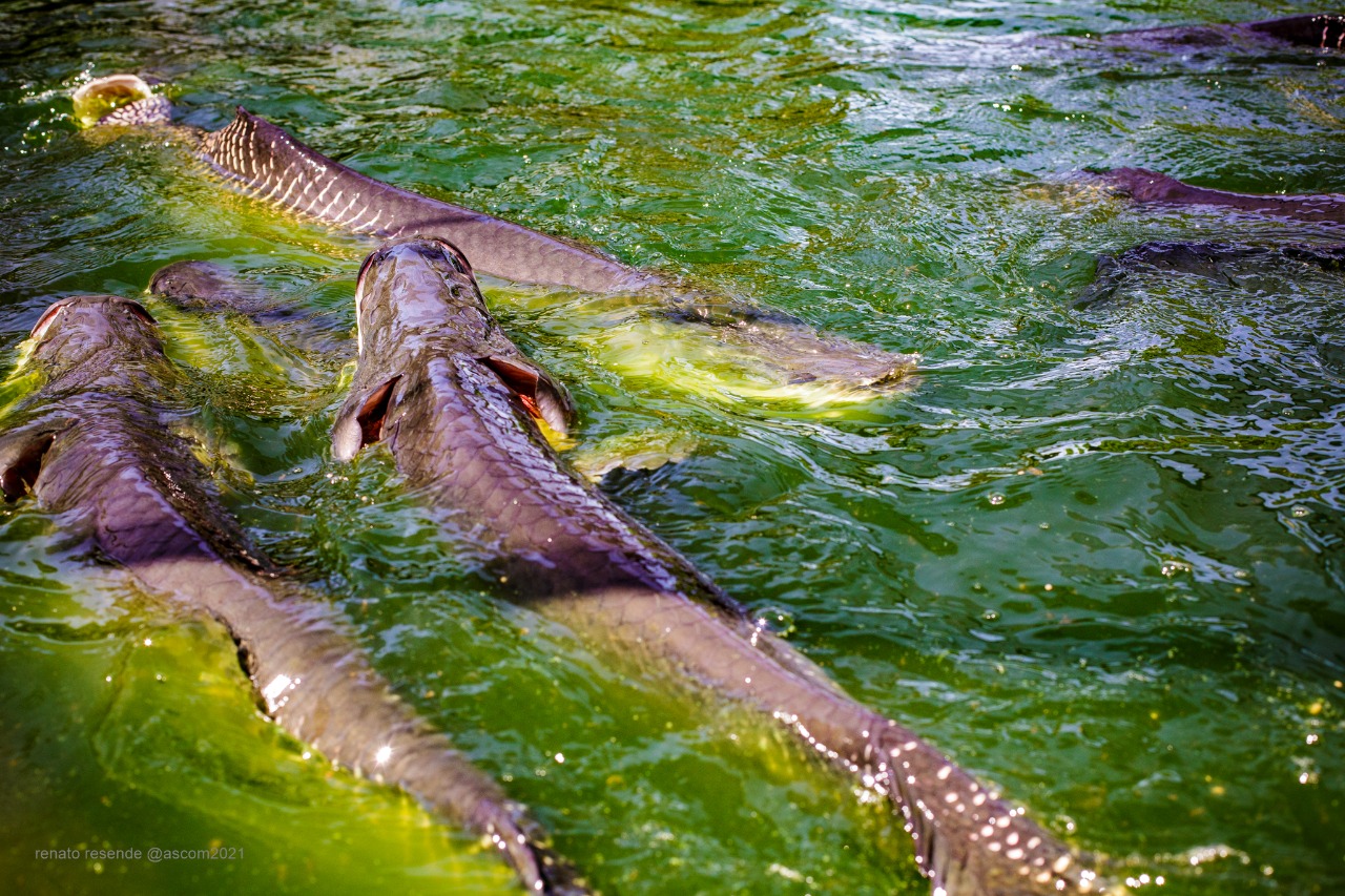 Vigilância em Saúde tranquiliza população sobre o consumo de peixe