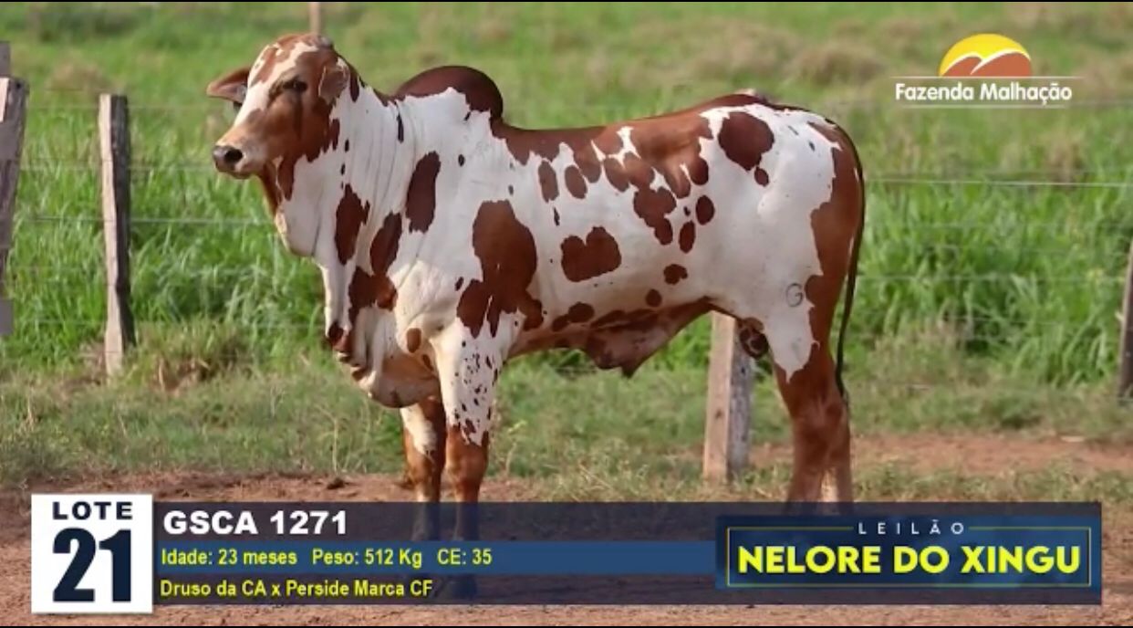 Parauapebas tem um novo programa de Comunicação Rural