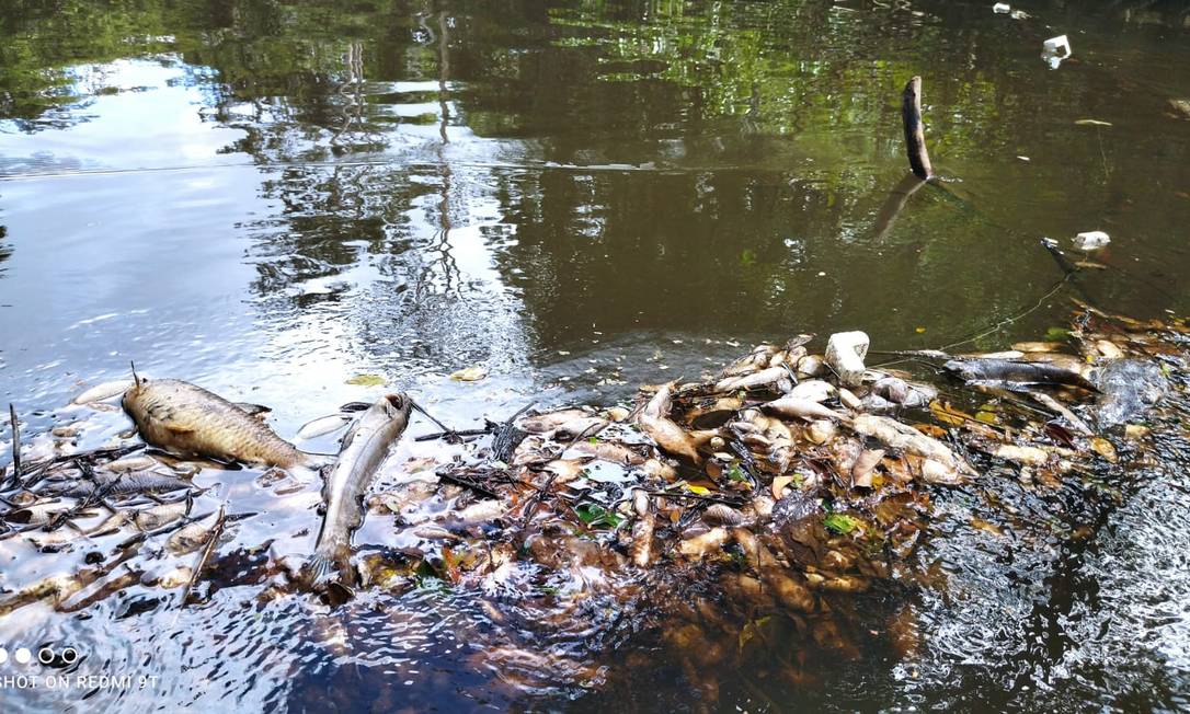Amazônia: Contaminação em rio deixa milhares sem água e mata 2 toneladas de animais