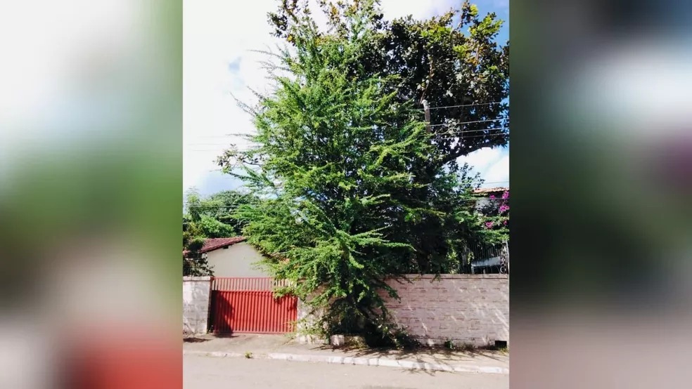Entenda como funciona o plantio e podas de árvores nas cidades