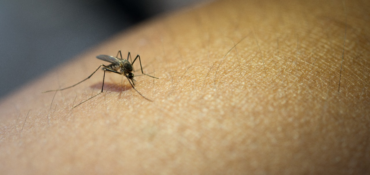 Período chuvoso exige cuidado redobrado para evitar a dengue