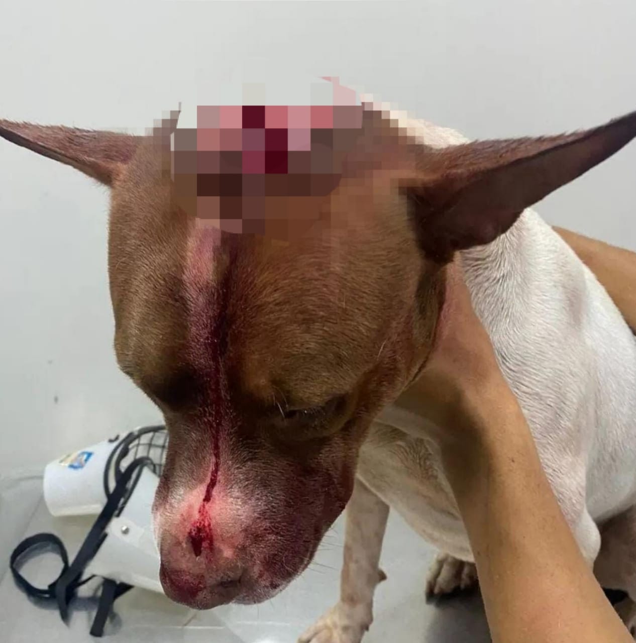 Homem ataca cachorro com um facão em Parauapebas