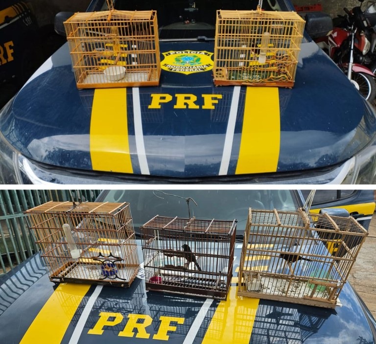 Marabá: PRF resgata aves silvestres
