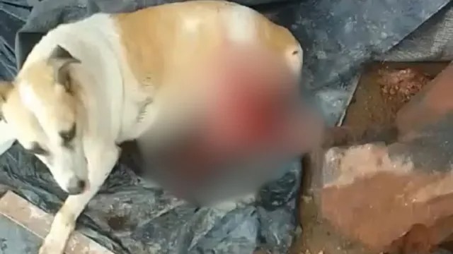 Cadela é esfaqueada por mulher