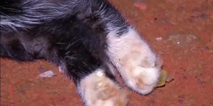 Demapa investiga morte de 7 gatos por suposto envenenamento