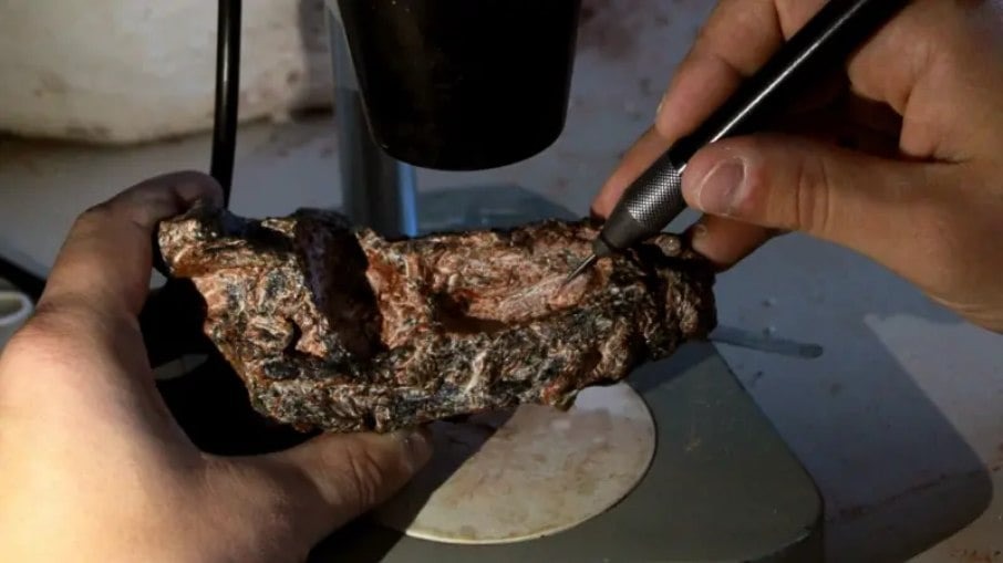Fóssil mais antigo que dinossauros é encontrado