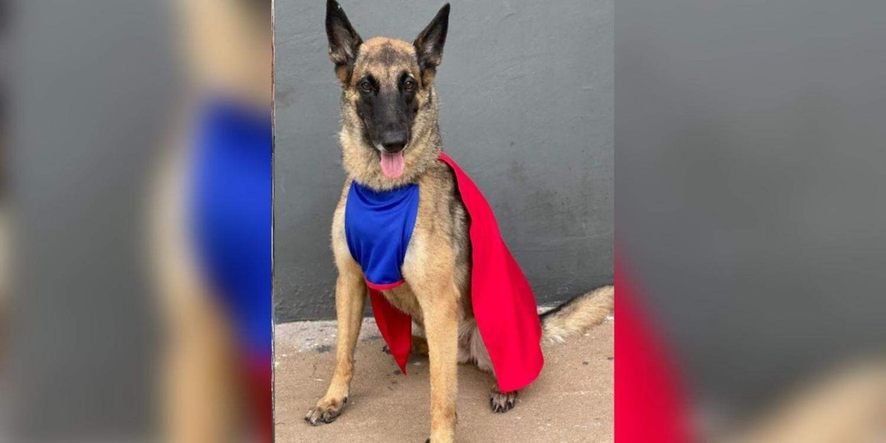 PM presta homenagem fúnebre para cadela policial ‘Super Lola’
