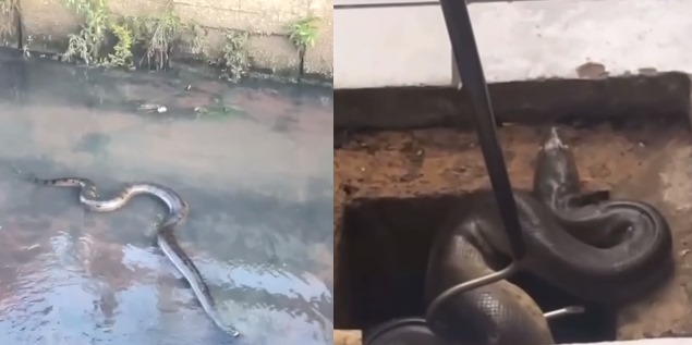 Cobras são encontradas em canal e dentro de residência