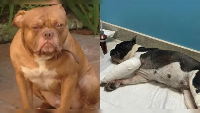 Ataque de pit bull vira caso de polícia em Belém
