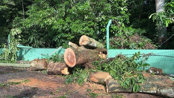 Belém: Árvore tomba, derruba postes e deixa moradores sem energia elétrica