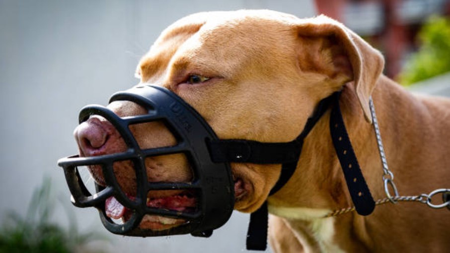Menino de 2 anos morre após ataque de pit bull