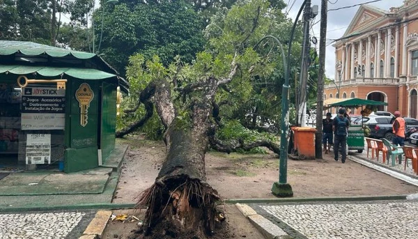 Árvore de Grande Porte Cai na Praça da República em Belém, Quase Atingindo Pessoas