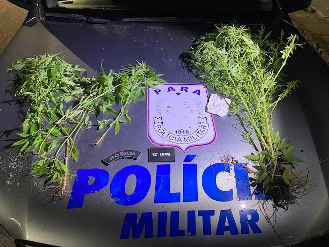 Polícia Militar prende homem acusado de tráfico de drogas no Pará; plantação de maconha foi encontrada na casa do suspeito